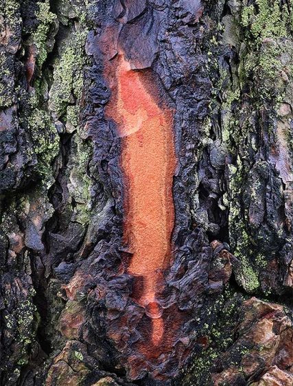 trees art