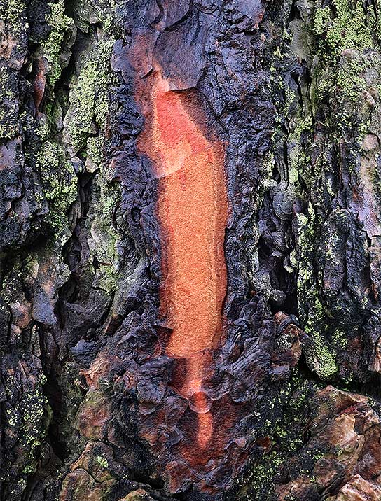 tree-art-framed-for-walls-decor