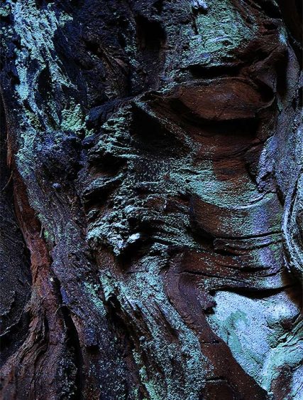 Trees Art