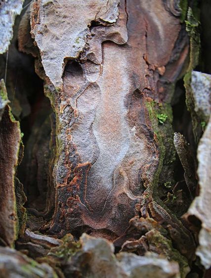 trees art