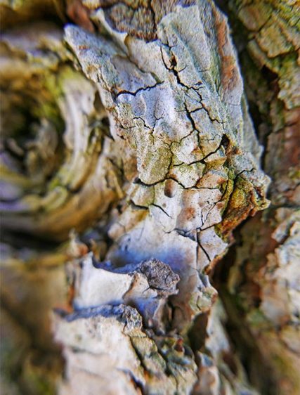 tree art