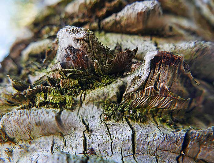 tree-art-for-walls-canvas-decoration