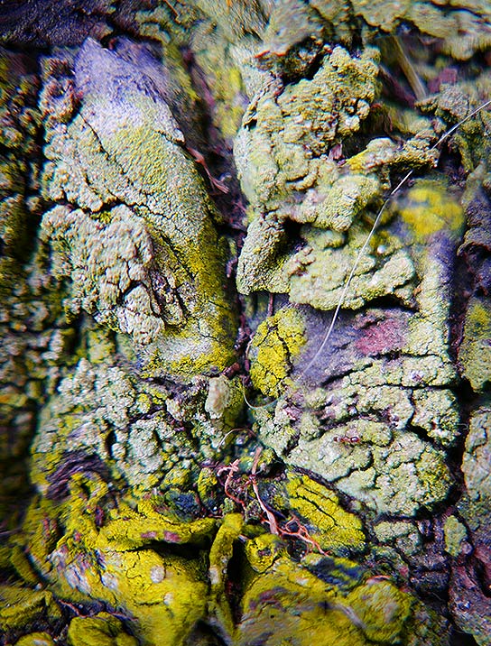 tree-art-for-walls-canvas-decoration