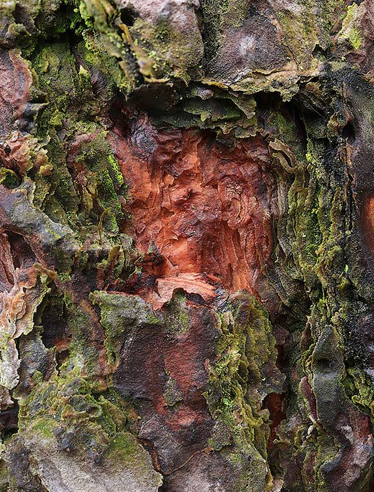 tree-art-poster-for-walls