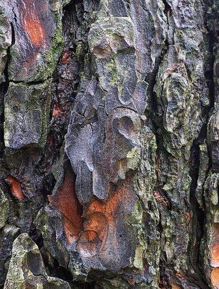 Trees Art Images