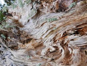 Tree Wall Art Framed Sku#3226846