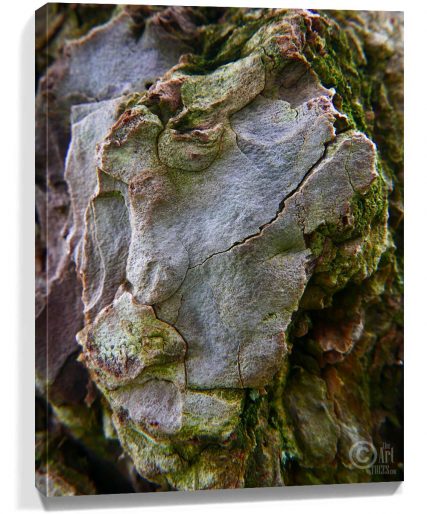 Trees Art For Sale