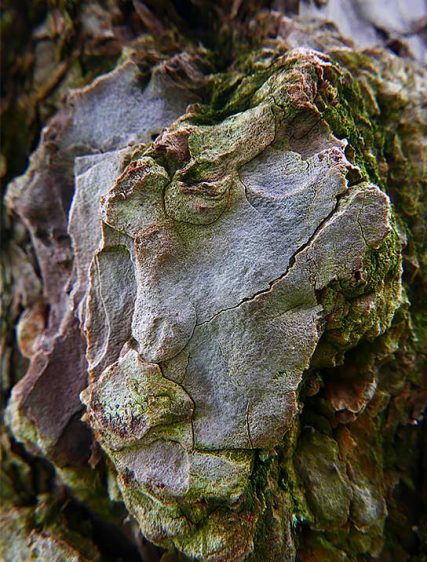 tree art prints for sale