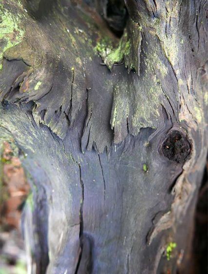 trees art prints