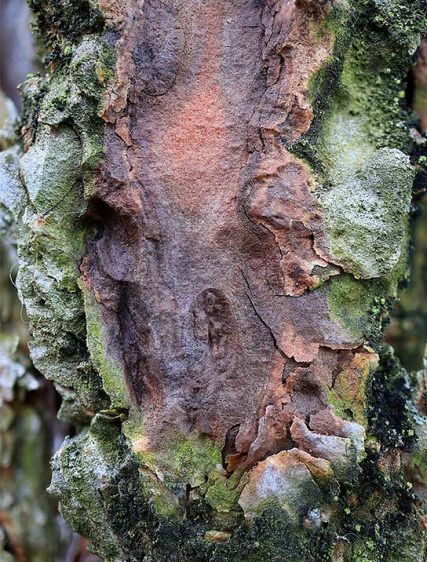 tree art prints for sale