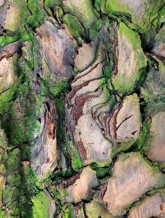 trees-art-for-sale