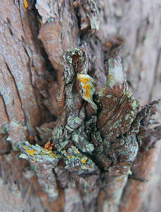 Tree Art