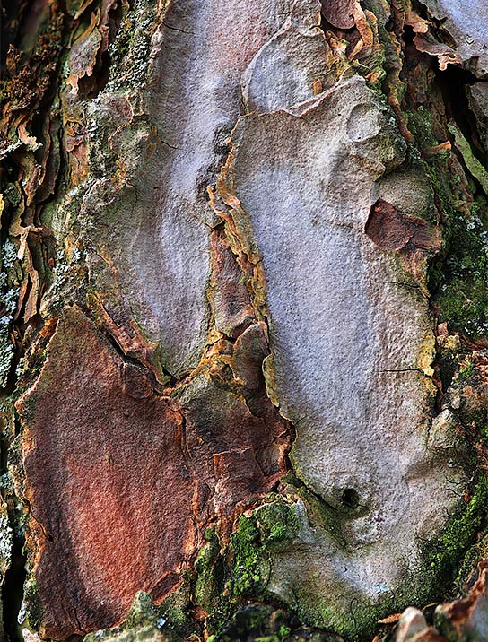 tree-art-for-walls-canvas-decoration