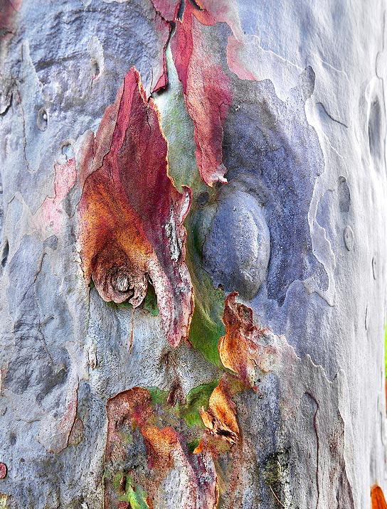 tree-art-for-walls-canvas-decoration