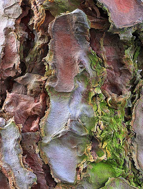 trees-art-for-sale