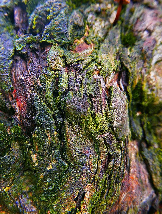 Tree Art