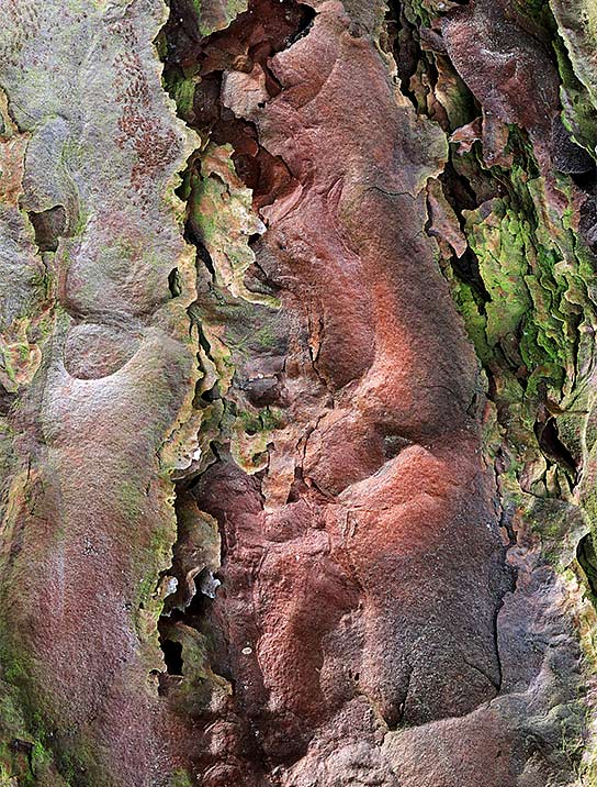 trees-art-for-sale