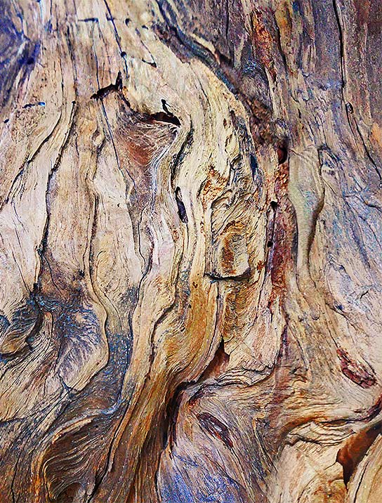 Tree Art