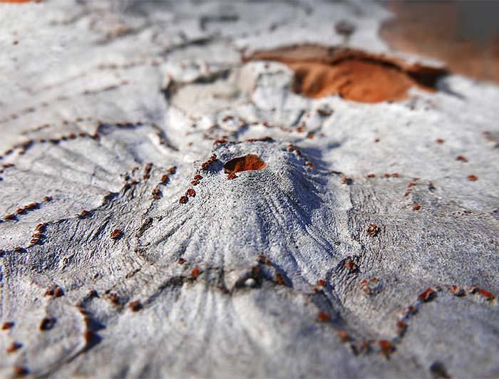tree wall artwork