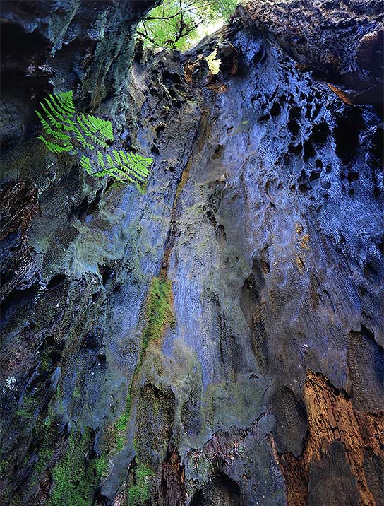tree-art-for-walls-canvas-decoration
