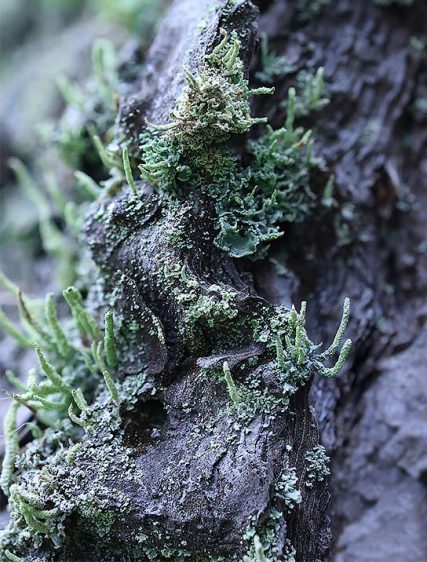 Trees Art Images