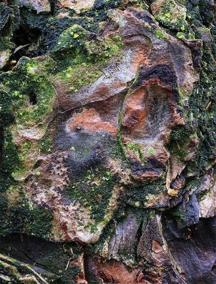 trees art prints for sale