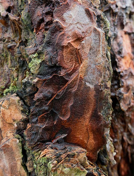 tree-art-for-walls-canvas-decoration