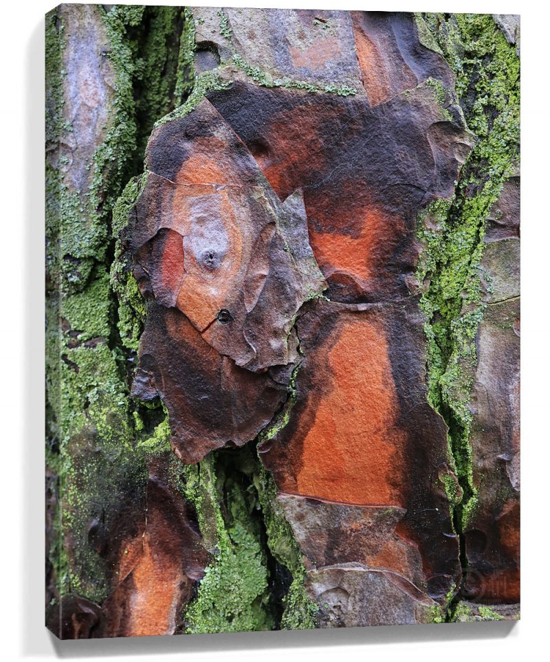 trees art for sale