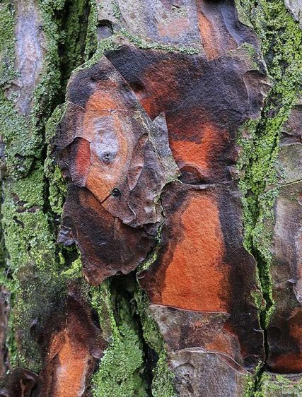 trees art buy