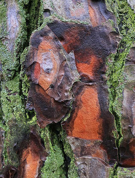 tree-art-framed-for-walls-decor