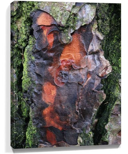 trees wall art