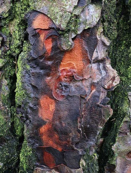 tree art images