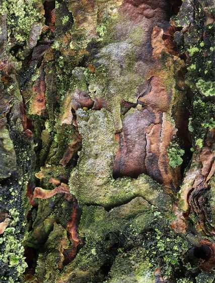 Trees Art