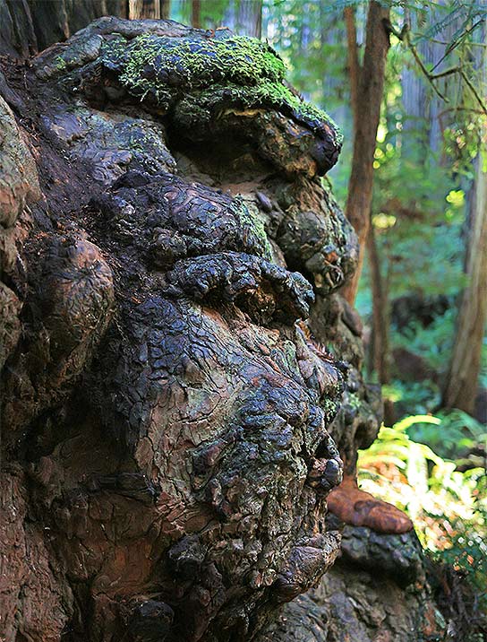 trees-art-for-sale