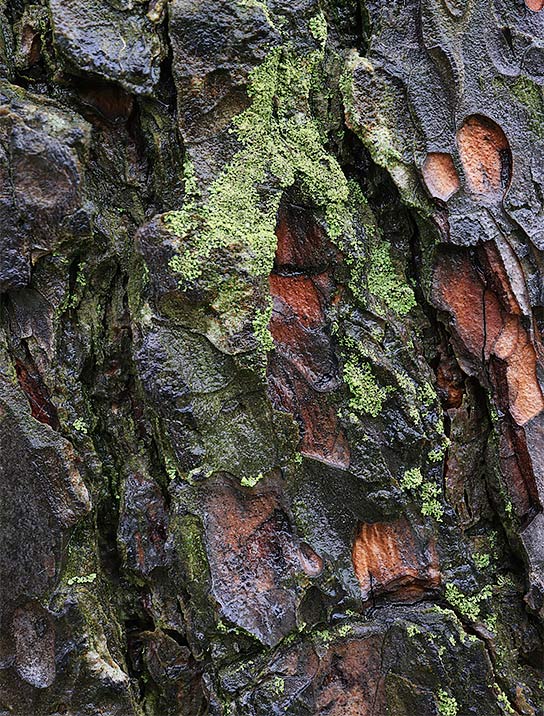 tree-artwork-detail-preview