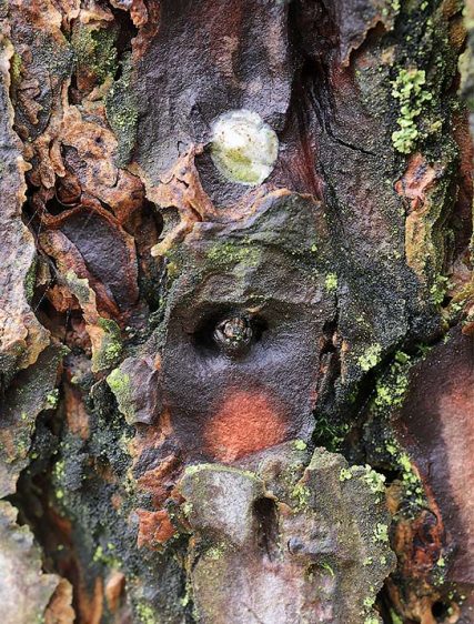 Trees Art