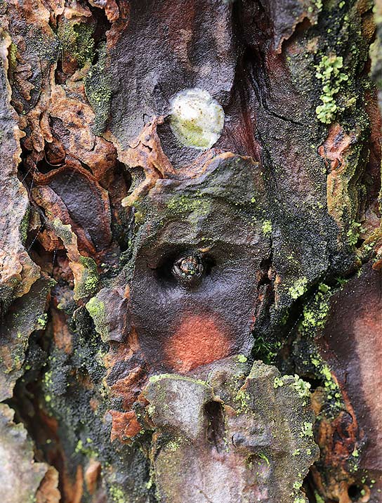 tree-art-for-walls-canvas-decoration