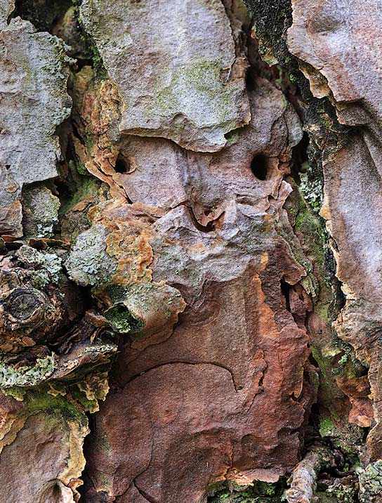 trees-art-for-sale