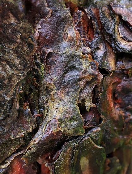 Tree Art