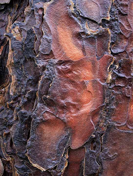 tree-art-for-walls-canvas-decoration