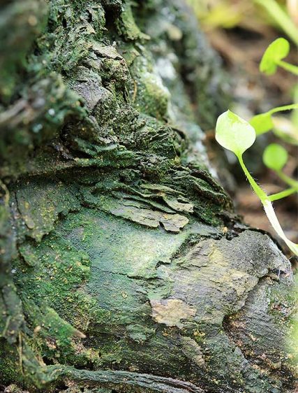 Trees Art