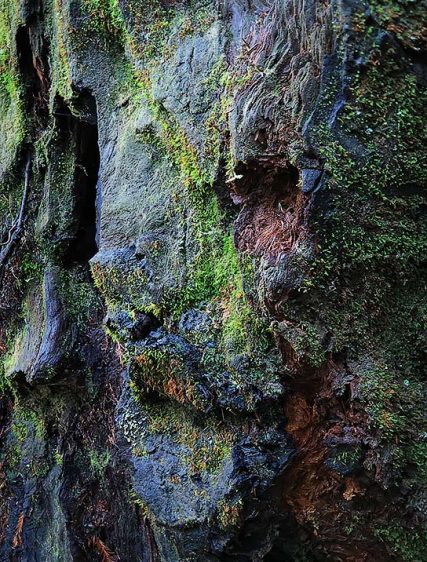 Trees Art Image
