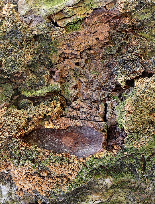 tree-artwork-detail-preview