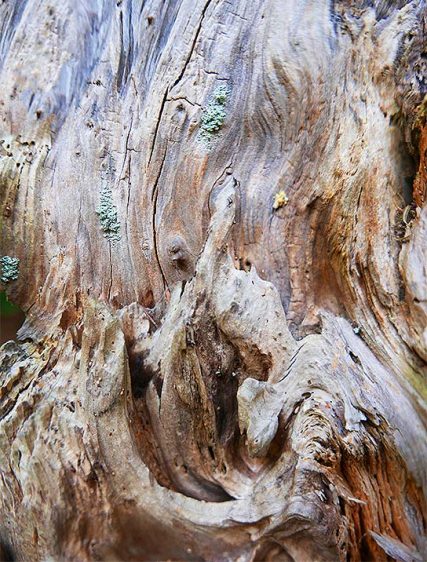 Trees art poster sku#6482210