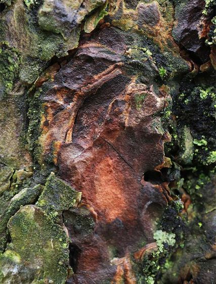Trees Art Images