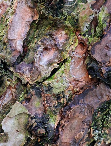 Trees Art
