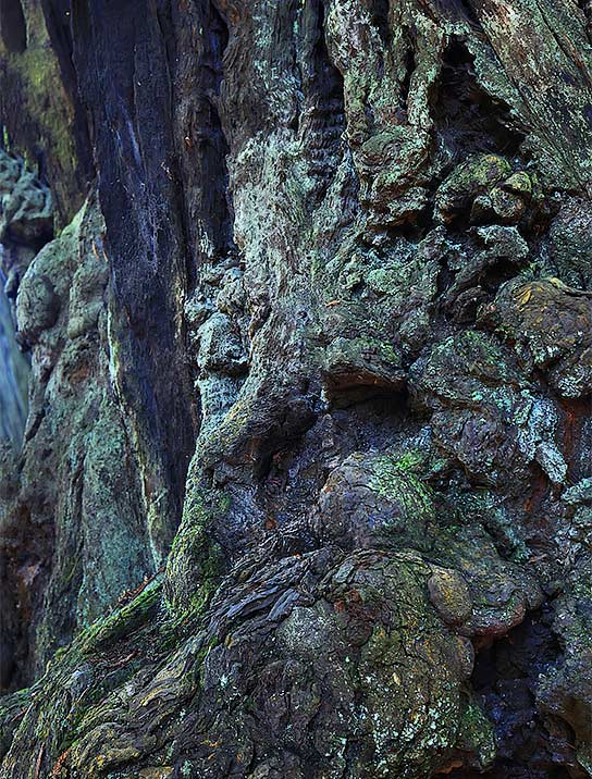 tree-art-for-walls-canvas-decoration
