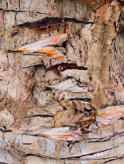 Trees Art