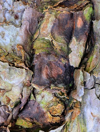 Tree Art Decor
