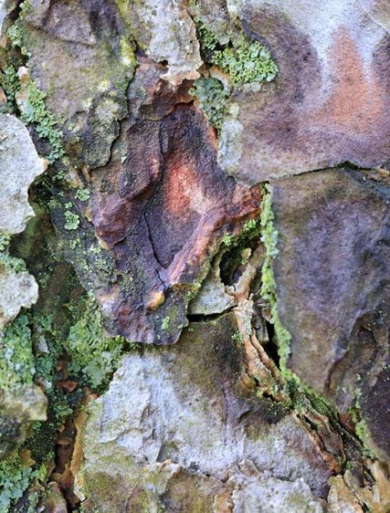 Tree Art Images
